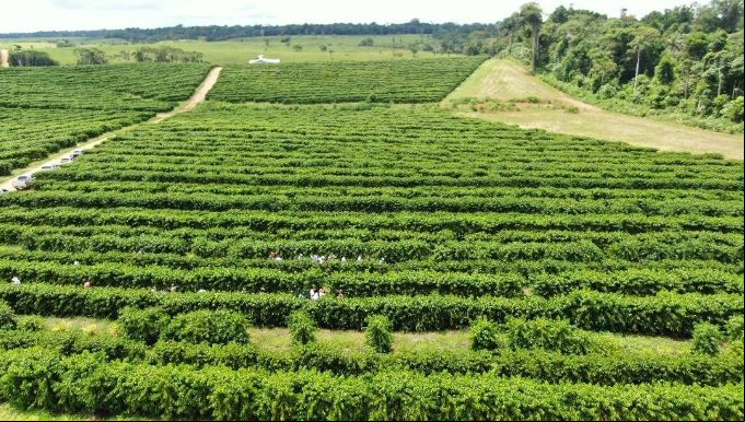 Lavoura de café em Mâncio Lima. O grão está ganhando espaço naquela região do Acre. (Foto: Prefeitura de Mâncio Lima)